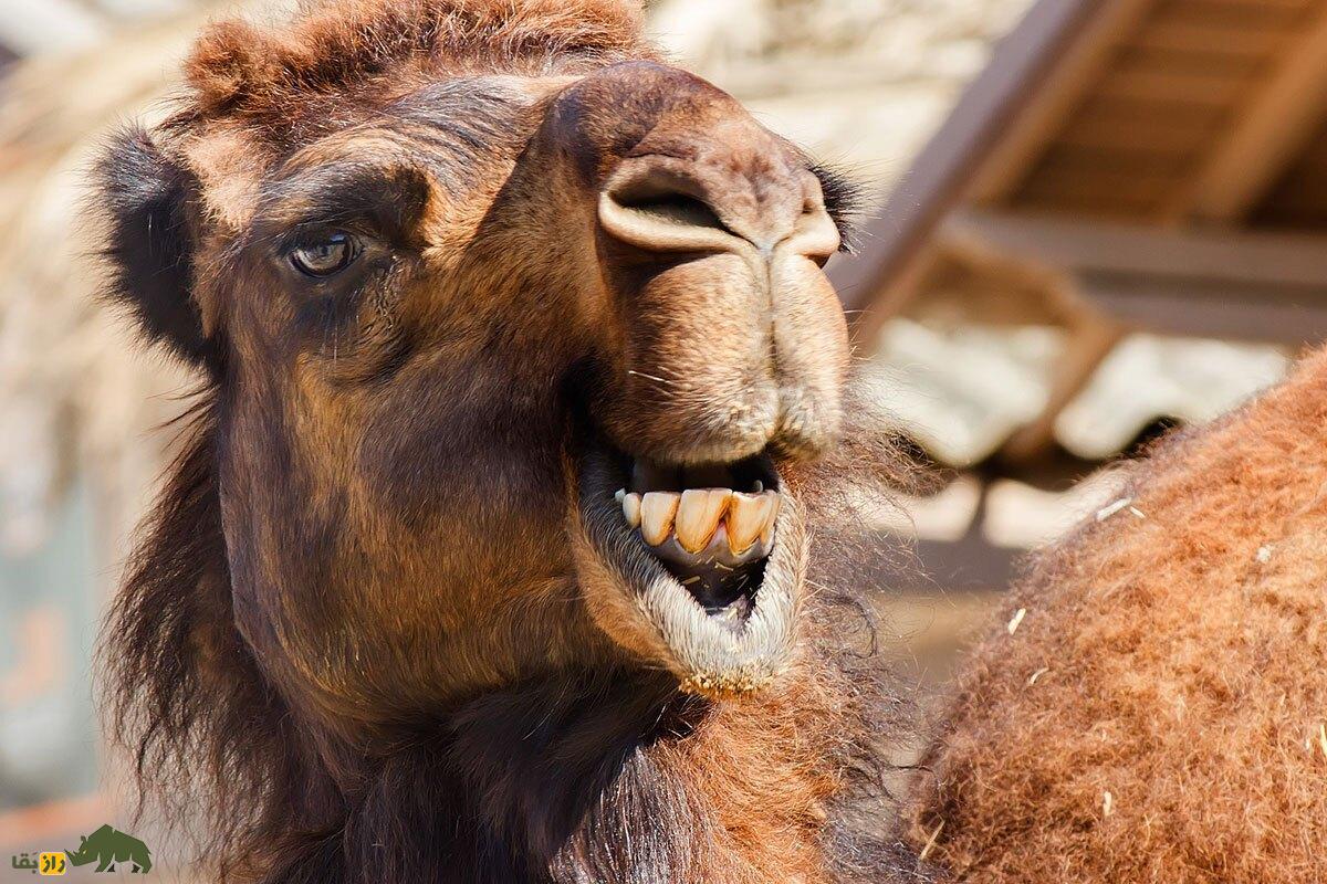 شترهای جنزده؛ شترهایی که گرفتار اجنه شدند و زخمی و لاغر و تکیده به خانه بازگشتند شترهای جنزده