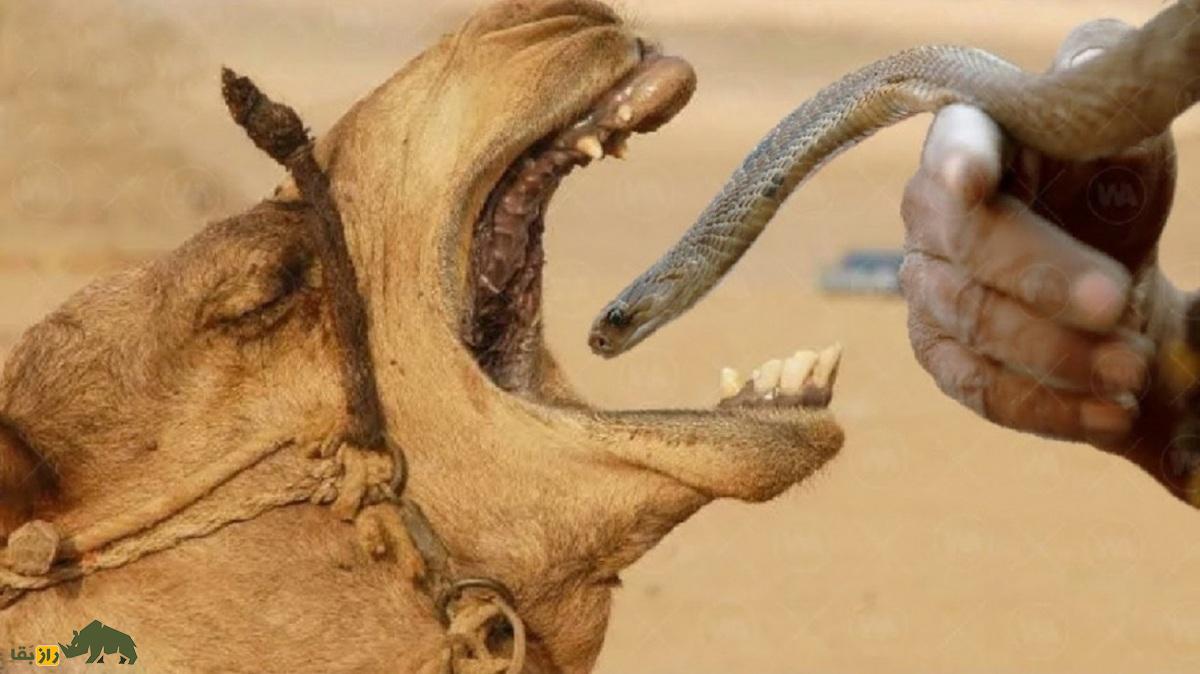 چرا عربها به شتر «مار زنده» میخورانند مار خوردن شتر