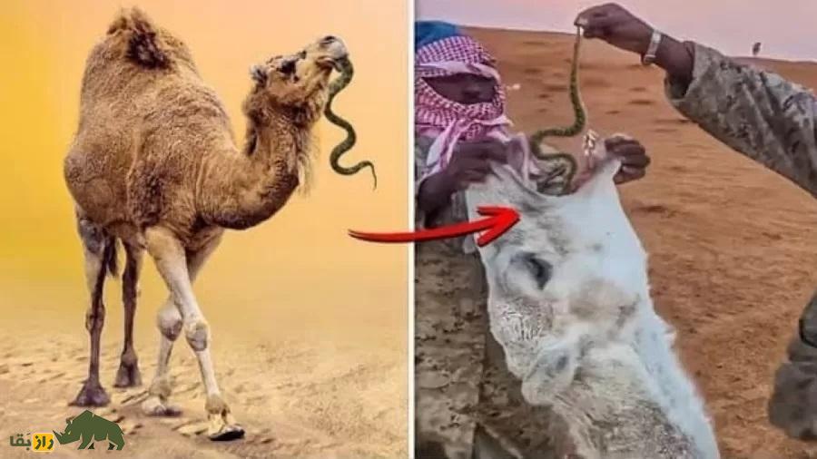 چرا عربها به شتر «مار زنده» میخورانند چرا عربها به شتر «مار زنده» میخورانند