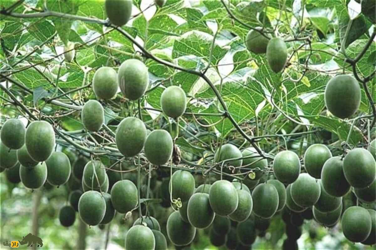 میوه مانک؛ شیرینتر از قند، بدون کالری و با خواص درمانی برای رژیمهای مختلف میوه مانک؛ شیرینتر از قند، بدون کالری و با خواص درمانی برای رژیمهای مختلف