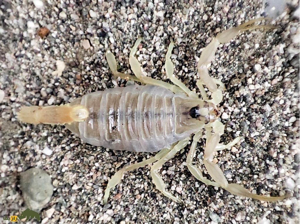 عقرب زرد پارسی معروف به «حفار زهرآگین»؛ عقرب مرگبار ایرانی که متخصص زندگی در زیر زمین است عقرب زرد پارسی