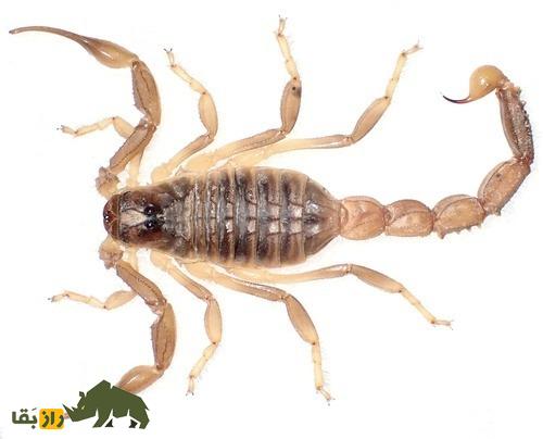 عقرب زرد پارسی معروف به «حفار زهرآگین»؛ عقرب مرگبار ایرانی که متخصص زندگی در زیر زمین است عقرب زرد پارسی