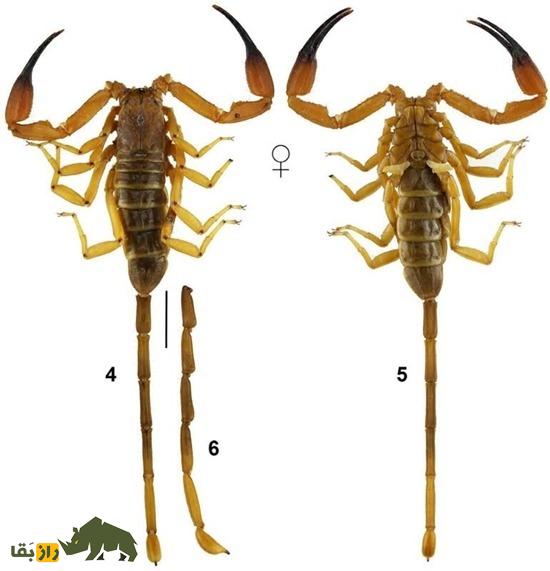عقرب زرد پارسی معروف به «حفار زهرآگین»؛ عقرب مرگبار ایرانی که متخصص زندگی در زیر زمین است عقرب زرد پارسی