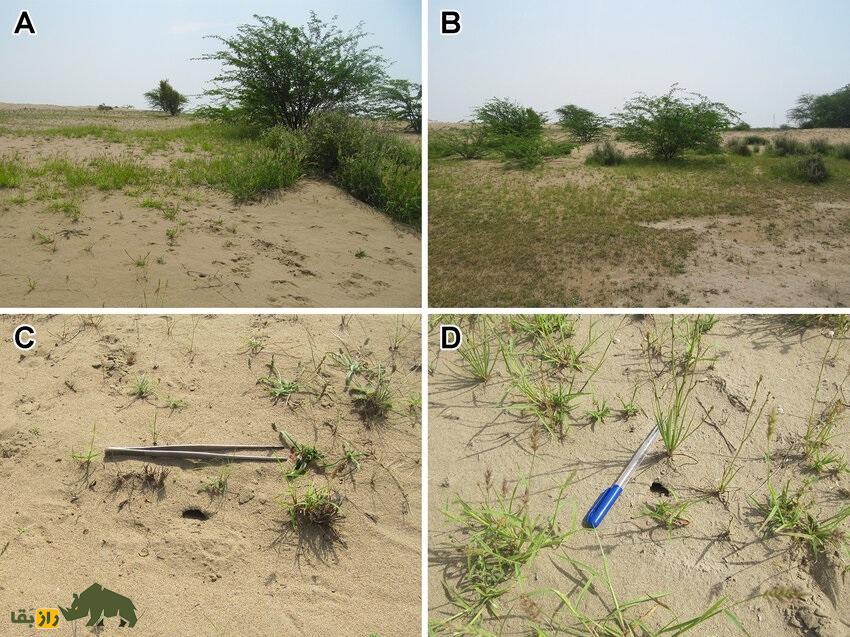 عقرب زرد پارسی معروف به «حفار زهرآگین»؛ عقرب مرگبار ایرانی که متخصص زندگی در زیر زمین است عقرب زرد پارسی