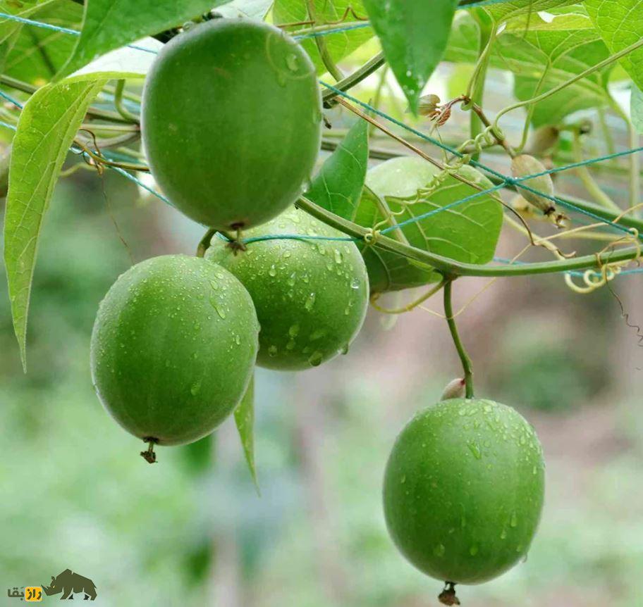 میوه مانک؛ میوهای شگفتانگیز شبیه گردو که ۳۰۰ برابر از قند شیرینتر است! میوه مانک Monk Fruit