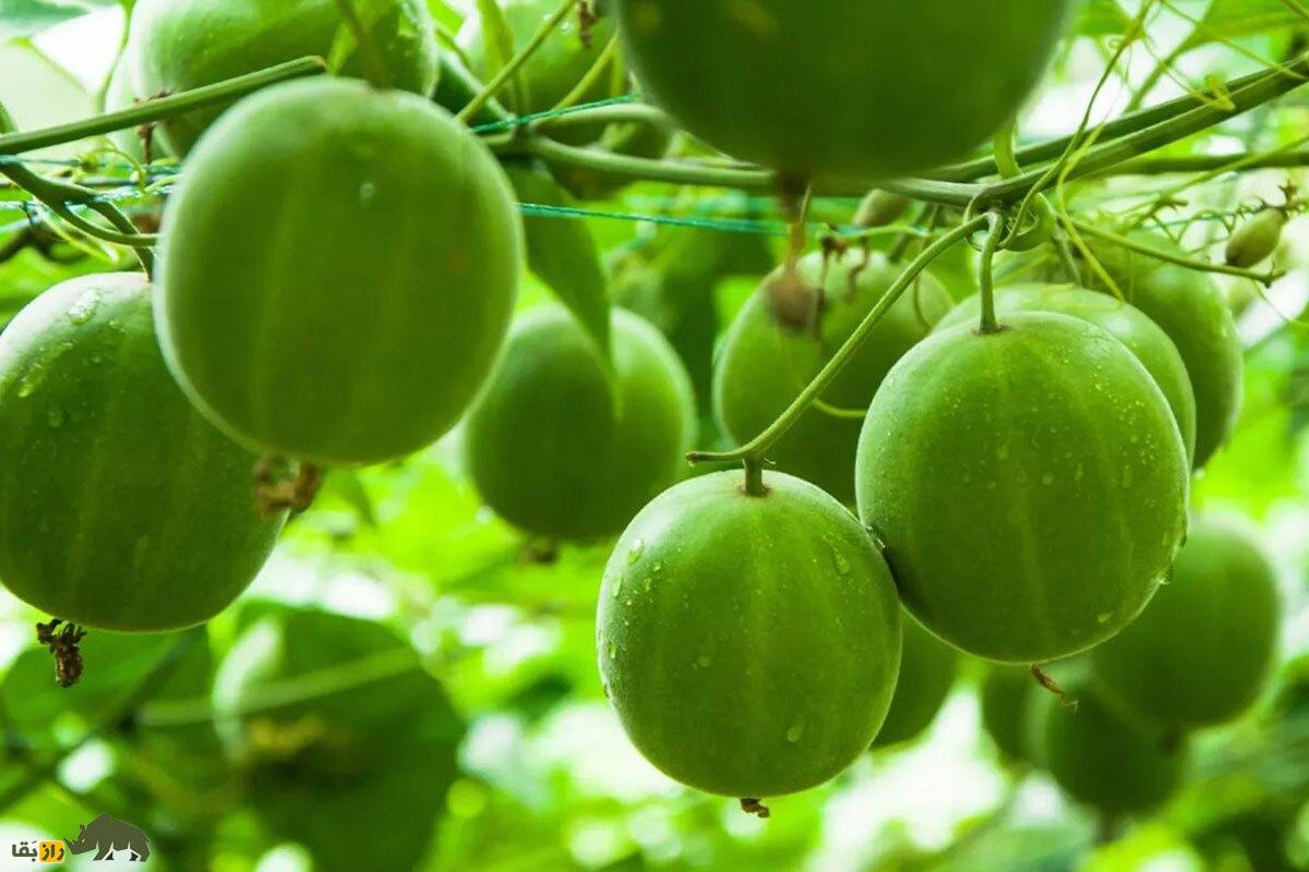 میوه مانک؛ میوهای شگفتانگیز شبیه گردو که ۳۰۰ برابر از قند شیرینتر است! میوه مانک Monk Fruit