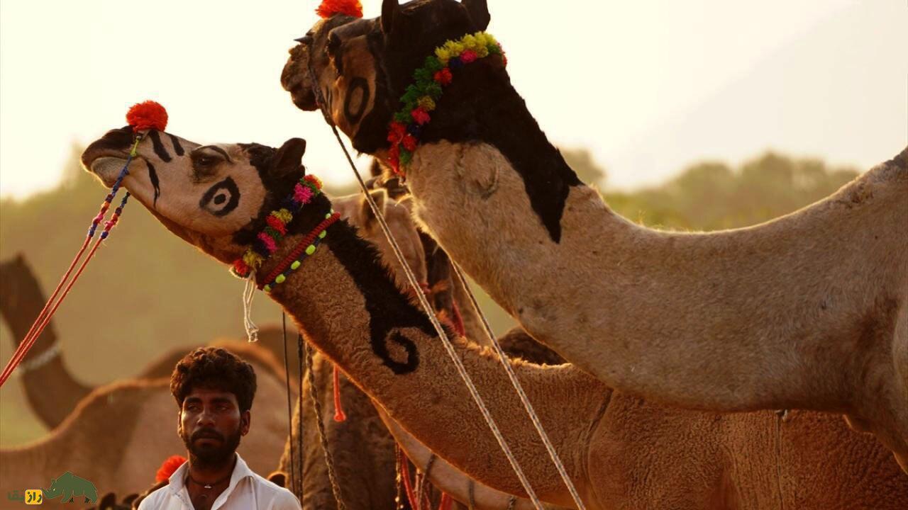 فیلمی باورنکردنی از شتری که تتو دارد، آرایش کرده و با آهنگ هندی میرقصد! شتر