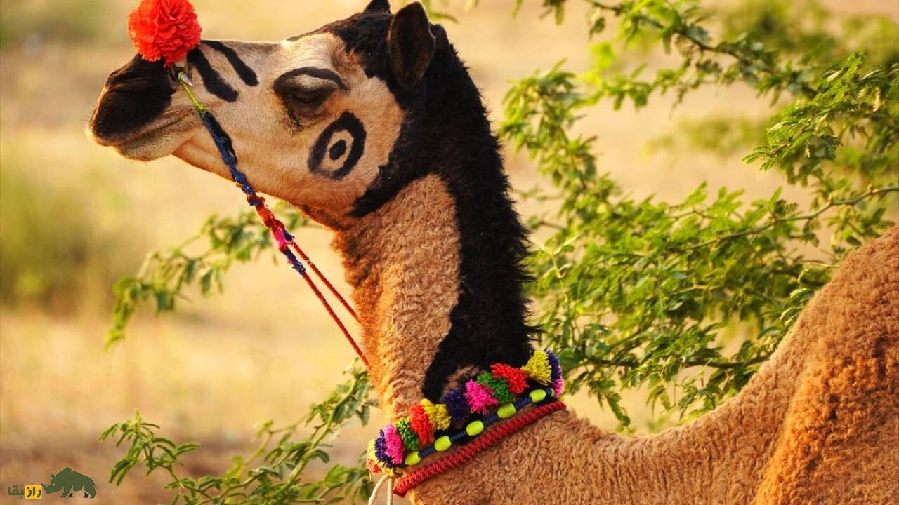 فیلمی باورنکردنی از شتری که تتو دارد، آرایش کرده و با آهنگ هندی میرقصد! فیلمی باورنکردنی از شتری که تتو دارد، آرایش کرده و با آهنگ هندی میرقصد!