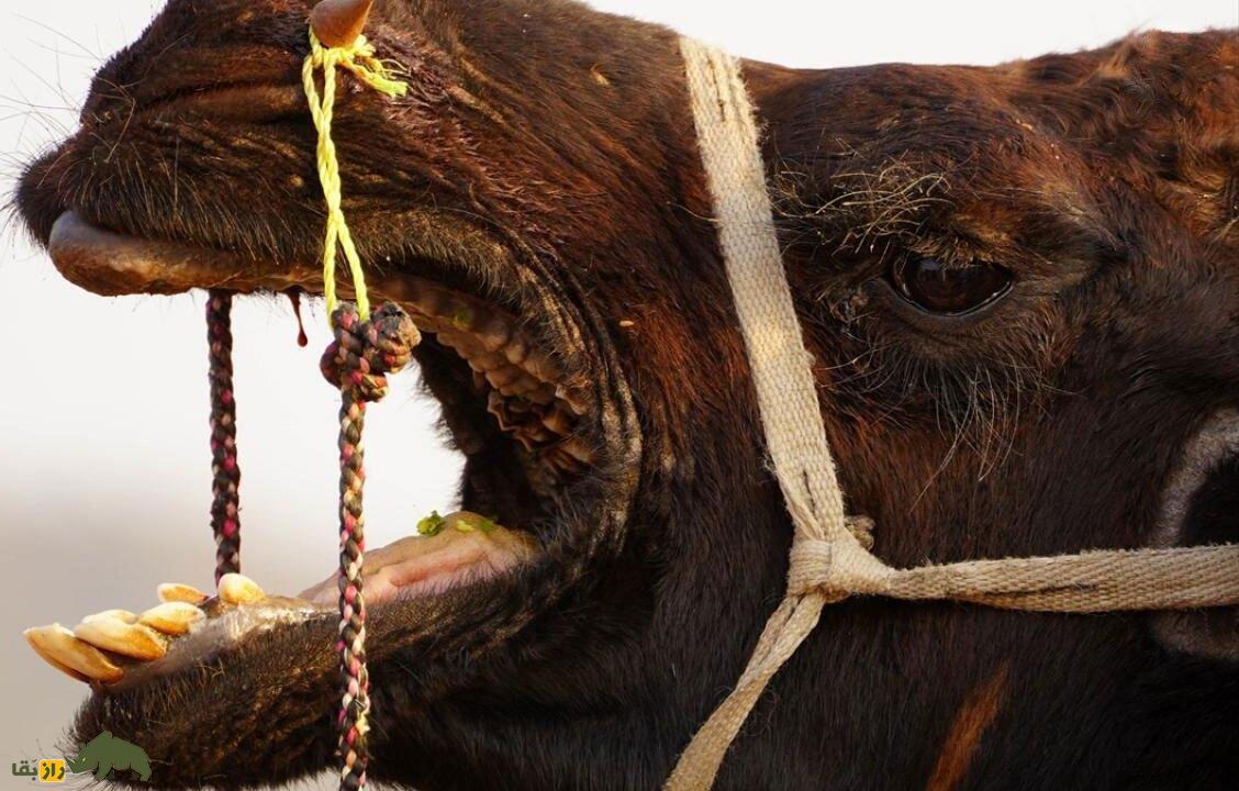 فیلمی باورنکردنی از شتری که تتو دارد، آرایش کرده و با آهنگ هندی میرقصد! فیلمی باورنکردنی از شتری که تتو دارد، آرایش کرده و با آهنگ هندی میرقصد!