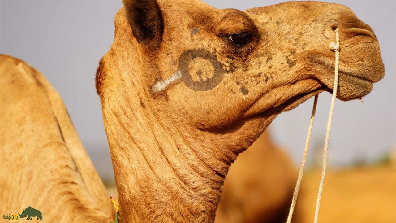 فیلمی باورنکردنی از شتری که تتو دارد، آرایش کرده و با آهنگ هندی میرقصد! فیلمی باورنکردنی از شتری که تتو دارد، آرایش کرده و با آهنگ هندی میرقصد!