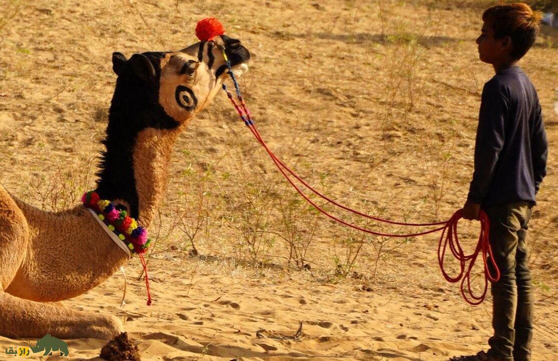 فیلمی باورنکردنی از شتری که تتو دارد، آرایش کرده و با آهنگ هندی میرقصد! فیلمی باورنکردنی از شتری که تتو دارد، آرایش کرده و با آهنگ هندی میرقصد!