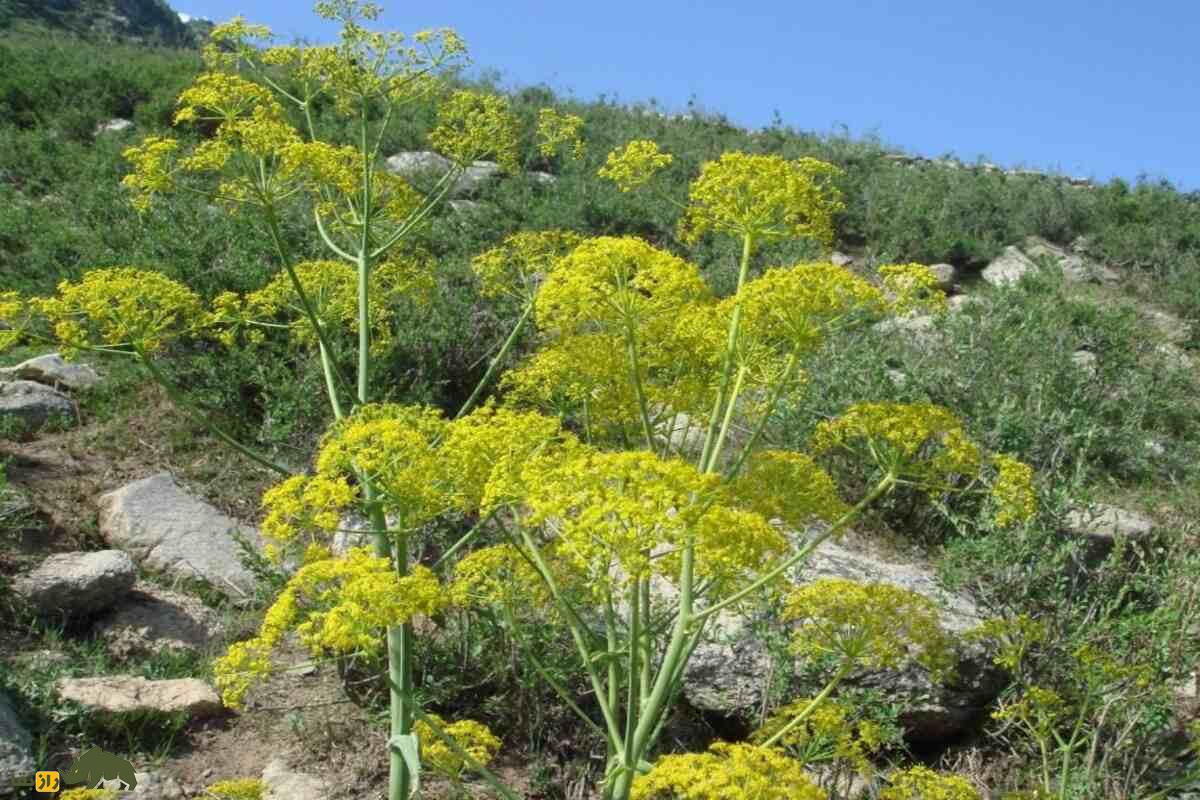 آنغوزه؛ گیاهی ارزشمند با خواص دارویی و خطرات برداشت غیرمجاز در ایران که قانون‌گذاری شده است