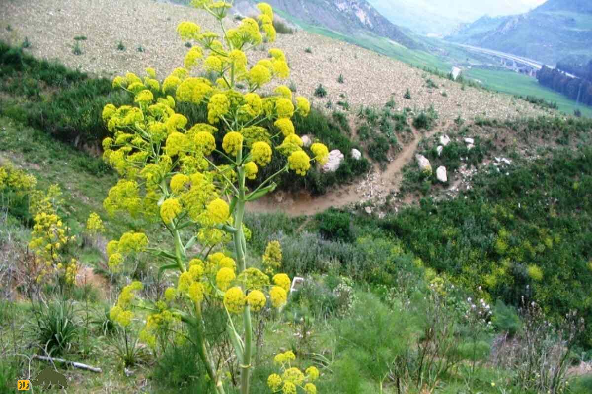 آنغوزه؛ گیاهی ارزشمند با خواص دارویی و خطرات برداشت غیرمجاز در ایران که قانون‌گذاری شده است