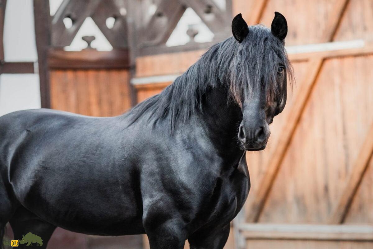 اسب سیاه؛ موجودی مرگبار در افسانههای ایرانی که نشانهای از بدشانسی و تهدید است اسب سیاه؛ موجودی مرگبار در افسانههای ایرانی که نشانهای از بدشانسی و تهدید است