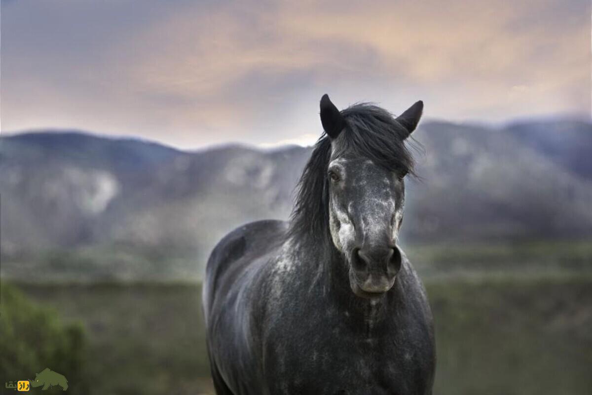 اسب سیاه؛ موجودی مرگبار در افسانههای ایرانی که نشانهای از بدشانسی و تهدید است اسب سیاه؛ موجودی مرگبار در افسانههای ایرانی که نشانهای از بدشانسی و تهدید است