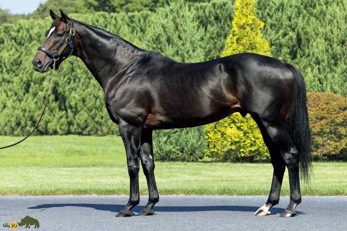 اسب سیاه؛ موجودی مرگبار در افسانههای ایرانی که نشانهای از بدشانسی و تهدید است اسب سیاه؛ موجودی مرگبار در افسانههای ایرانی که نشانهای از بدشانسی و تهدید است