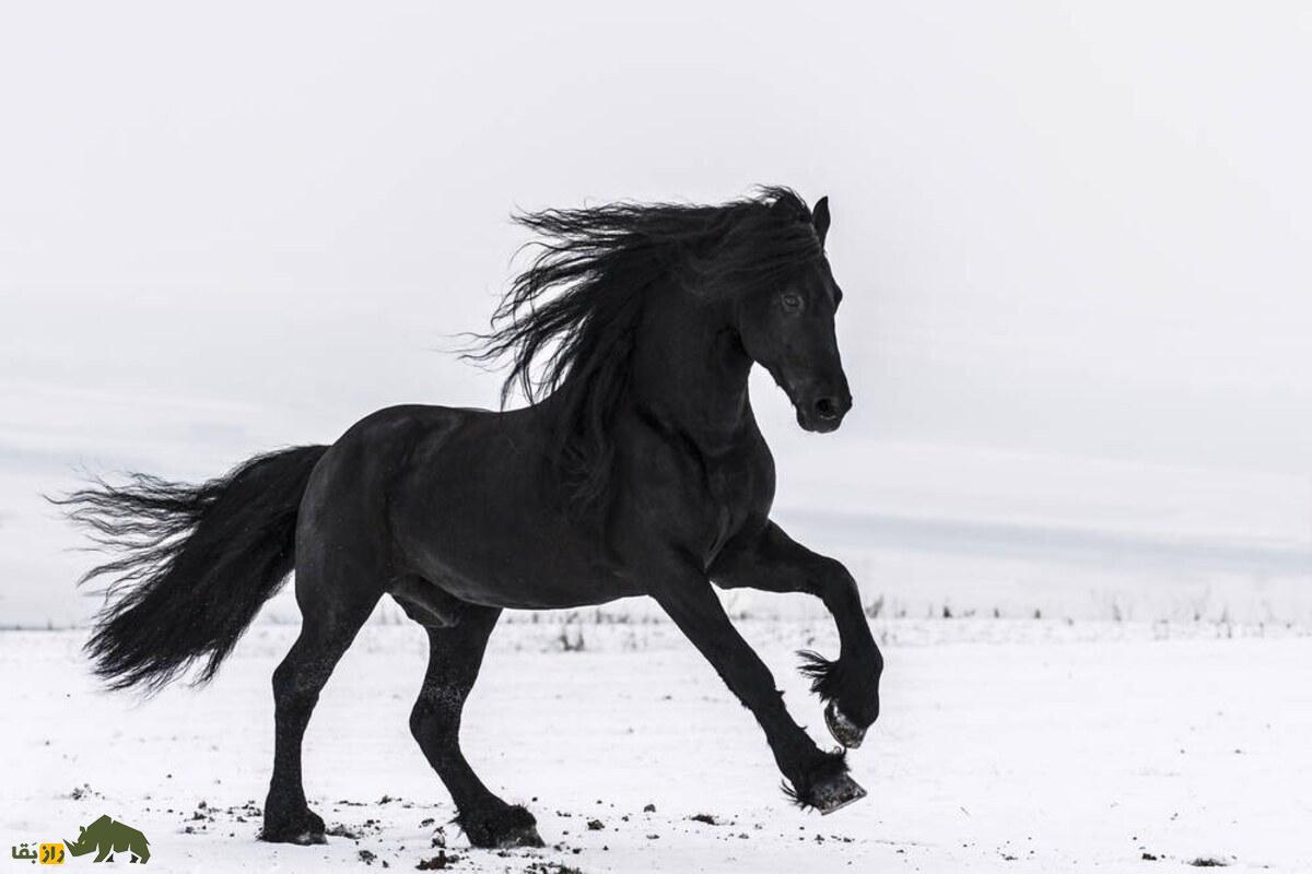 اسب سیاه؛ موجودی مرگبار در افسانههای ایرانی که نشانهای از بدشانسی و تهدید است اسب سیاه؛ موجودی مرگبار در افسانههای ایرانی که نشانهای از بدشانسی و تهدید است