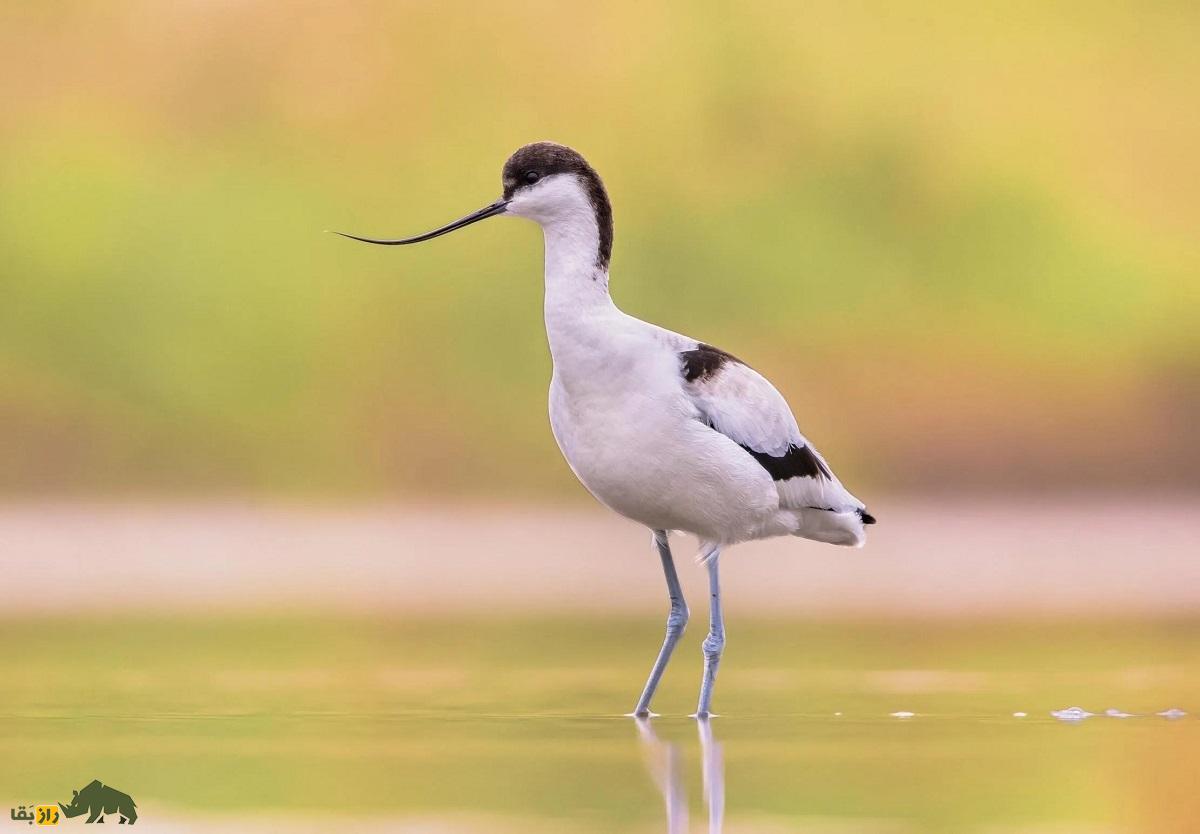آووسِت؛ پرندهای با منقار باریک، بلند و لرزشی که در دریاچه ارومیه و سواحل خلیج فارس زندگی میکند آووسِت