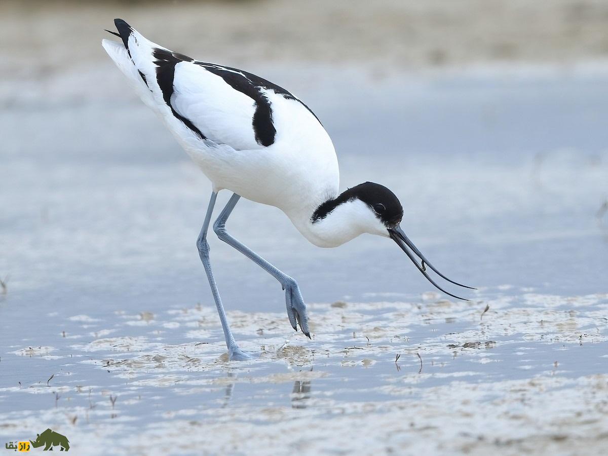 آووسِت؛ پرندهای با منقار باریک، بلند و لرزشی که در دریاچه ارومیه و سواحل خلیج فارس زندگی میکند آووسِت