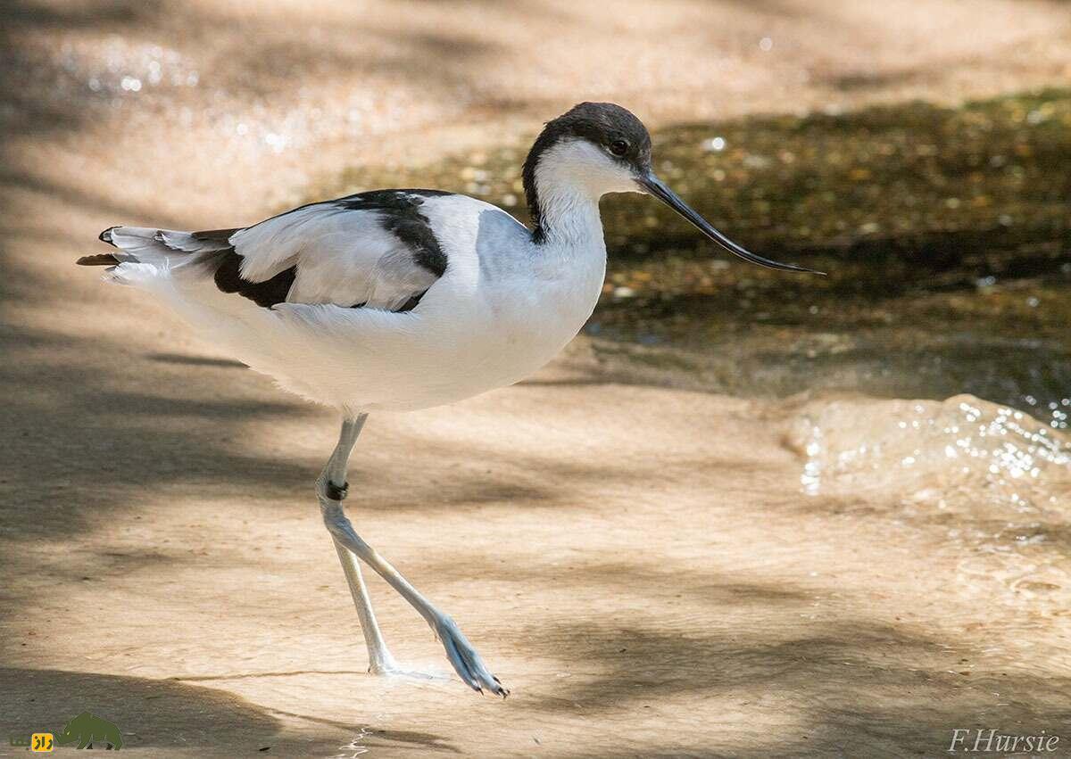 آووسِت؛ پرندهای با منقار باریک، بلند و لرزشی که در دریاچه ارومیه و سواحل خلیج فارس زندگی میکند آووسِت