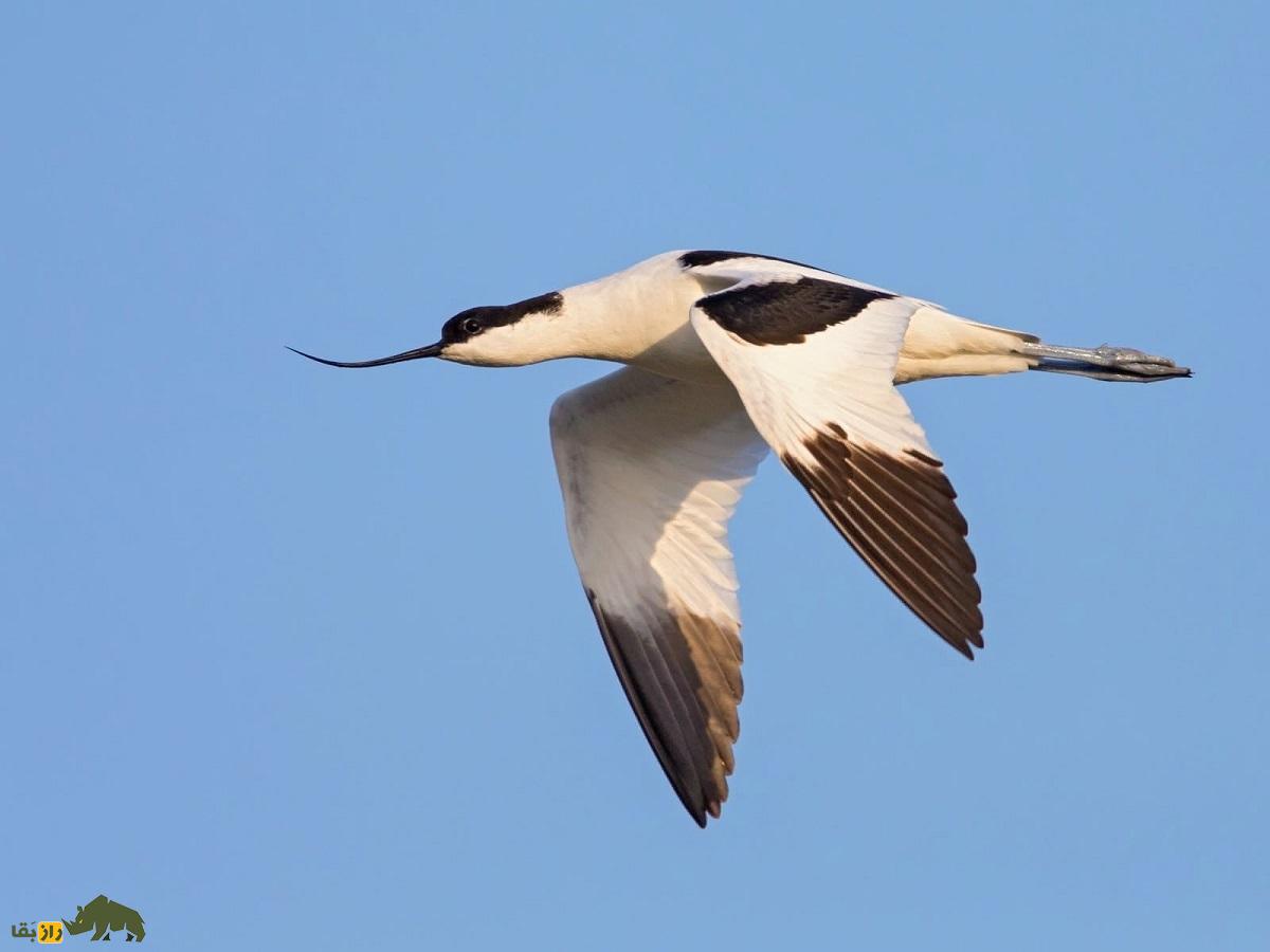 آووسِت؛ پرندهای با منقار باریک، بلند و لرزشی که در دریاچه ارومیه و سواحل خلیج فارس زندگی میکند آووسِت