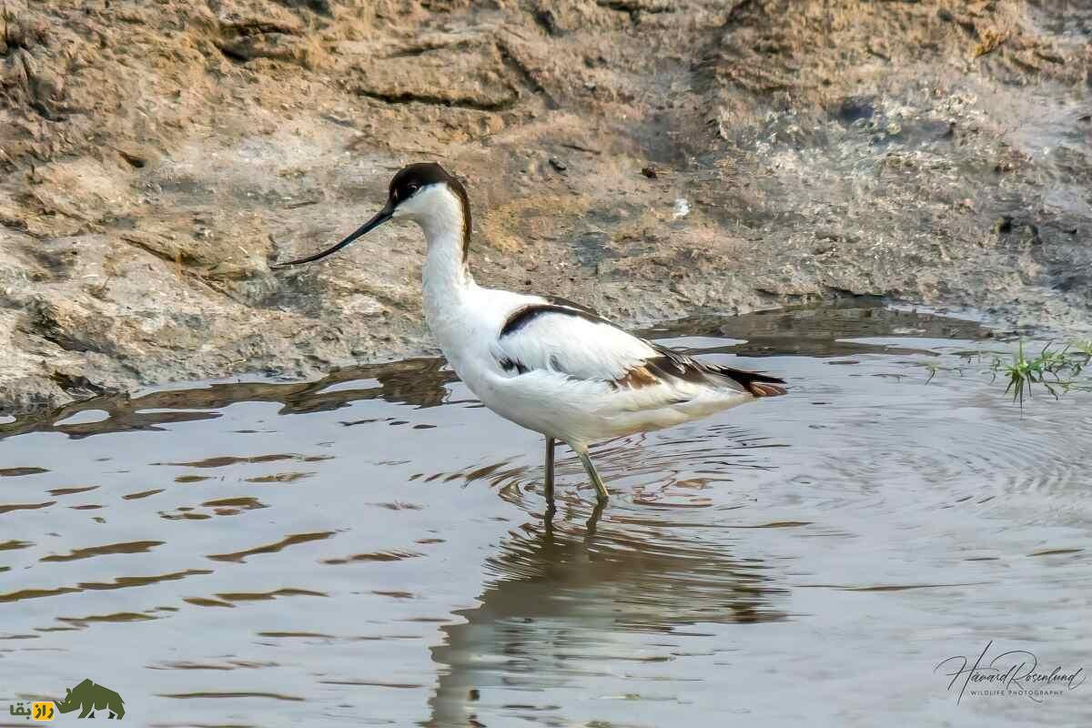 آووسِت؛ پرندهای با منقار باریک، بلند و لرزشی که در دریاچه ارومیه و سواحل خلیج فارس زندگی میکند آووسِت