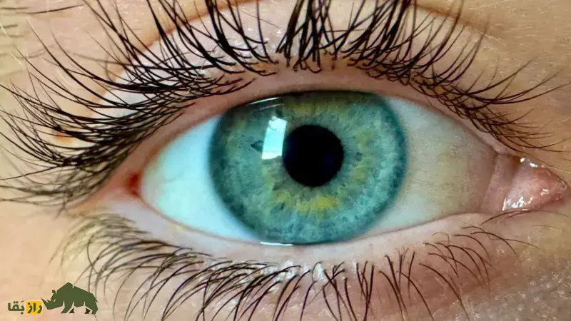 «اُلو»؛ دانشمندان رنگ جدیدی کشف کردند که هیچکس نمیتواند آن را ببیند! چشم انسان از نمای نزدیک
