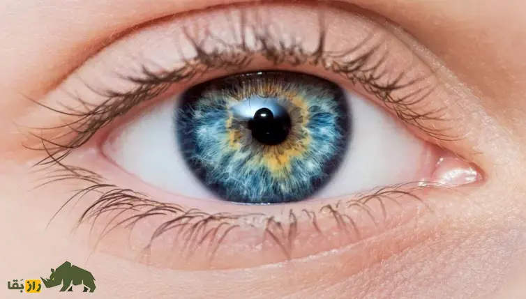 «اُلو»؛ دانشمندان رنگ جدیدی کشف کردند که هیچکس نمیتواند آن را ببیند! چشم انسان از نمای نزدیک