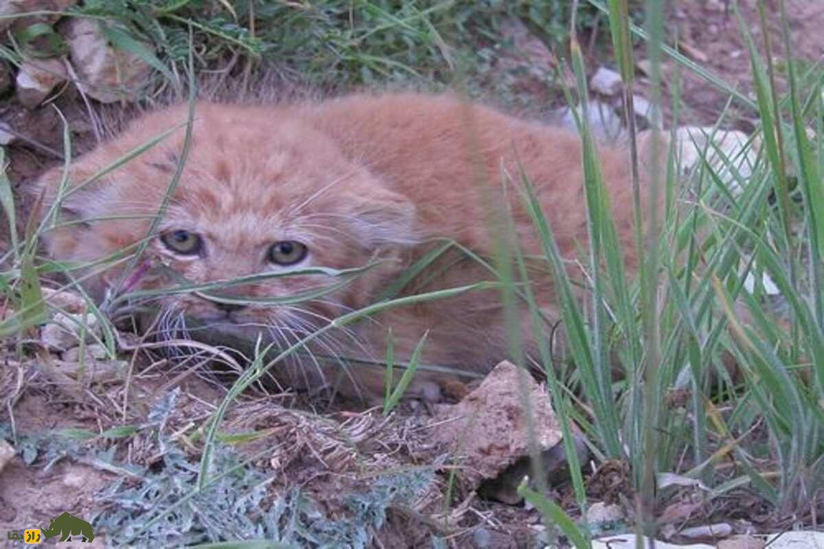 گربه نادر ایرانی برگشت! تولههای گربه پالاس در کرمان دیده شدند! گربه نادر ایرانی برگشت! تولههای گربه پالاس در کرمان دیده شدند!