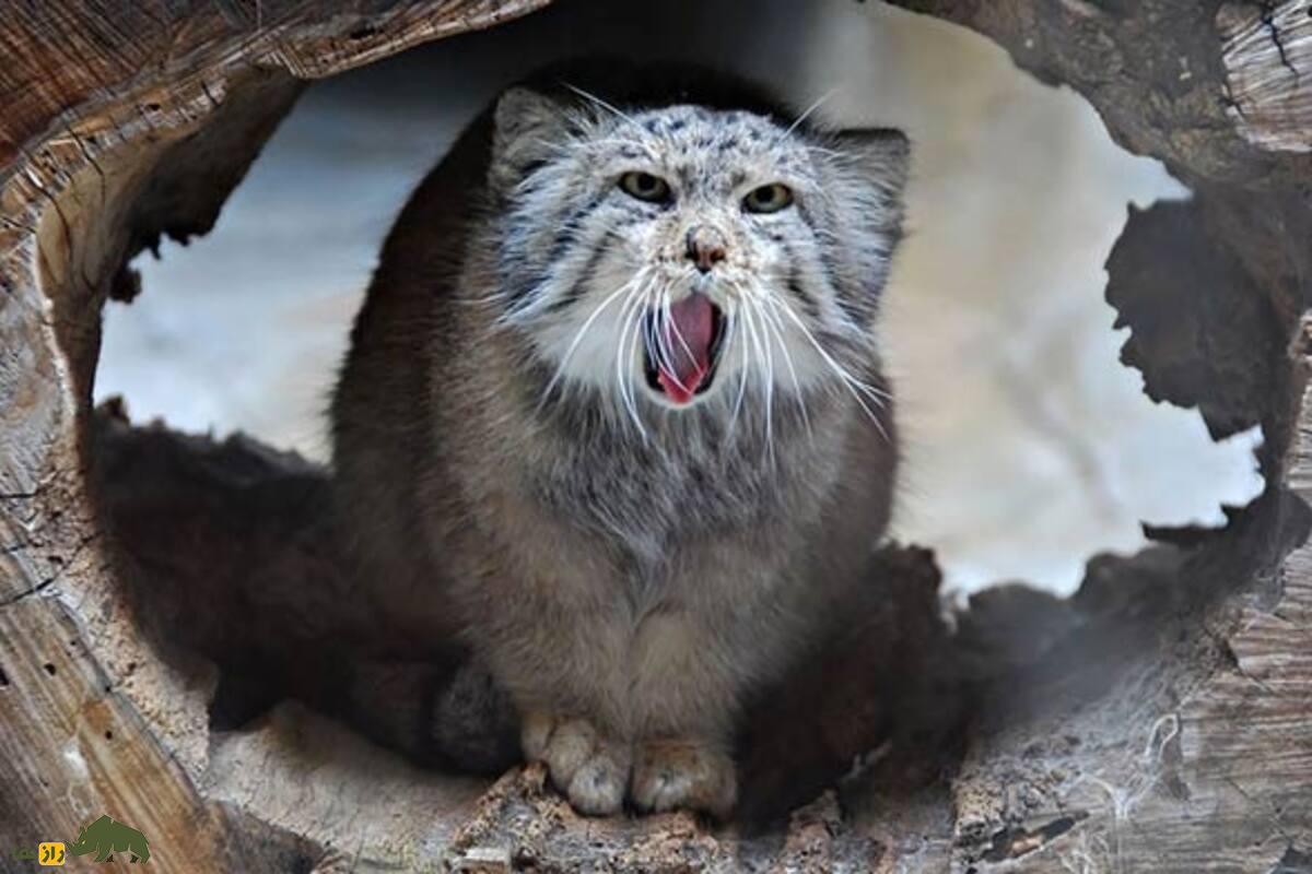 گربه نادر ایرانی برگشت! تولههای گربه پالاس در کرمان دیده شدند! گربه نادر ایرانی برگشت! تولههای گربه پالاس در کرمان دیده شدند!