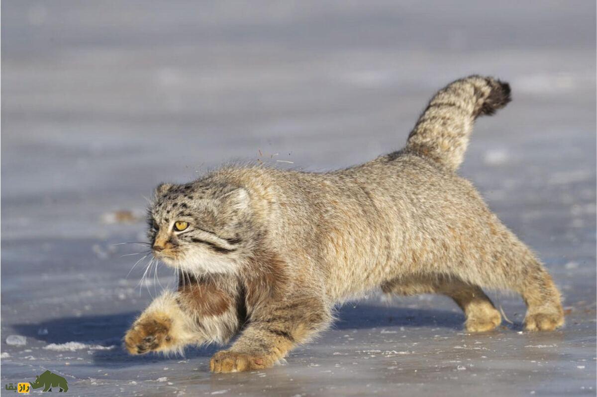 گربه نادر ایرانی برگشت! تولههای گربه پالاس در کرمان دیده شدند! گربه نادر ایرانی برگشت! تولههای گربه پالاس در کرمان دیده شدند!