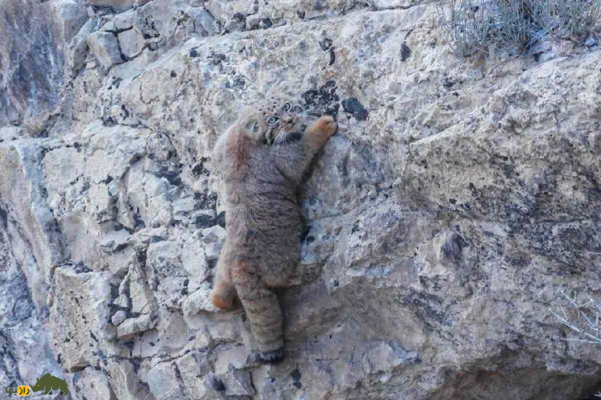 گربه نادر ایرانی برگشت! تولههای گربه پالاس در کرمان دیده شدند! گربه نادر ایرانی برگشت! تولههای گربه پالاس در کرمان دیده شدند!