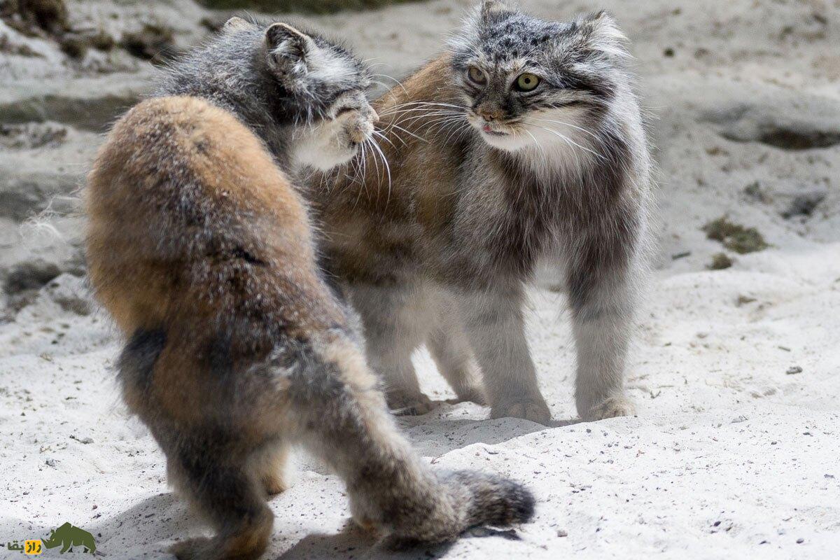 گربه پالاس؛ تولههای «گربه پالاس» نادرترین گربه ایران در کرمان دیده شدند! گربه پالاس