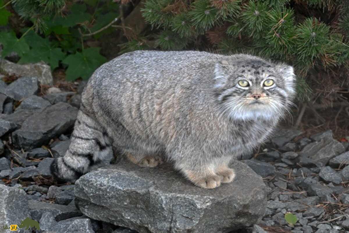 گربه پالاس؛ تولههای «گربه پالاس» نادرترین گربه ایران در کرمان دیده شدند! گربه پالاس