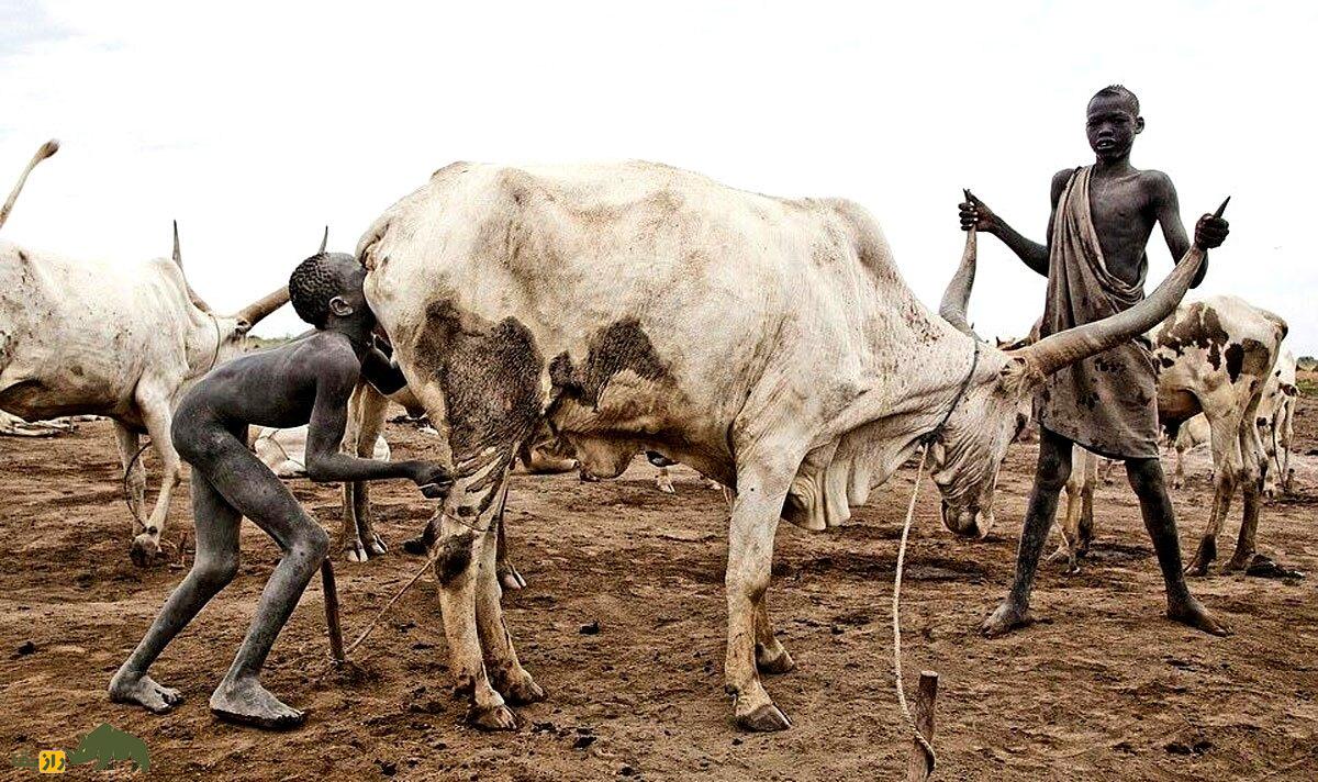 فیلمی باورنکردنی از مردم یک قبیله که با ادرار گاو حمام می‌کنند و هرگز گوشت گاو نمی‌خورند!