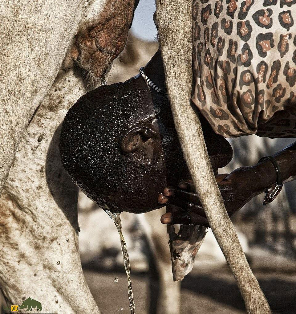 فیلمی باورنکردنی از مردم یک قبیله که با ادرار گاو حمام می‌کنند و هرگز گوشت گاو نمی‌خورند!