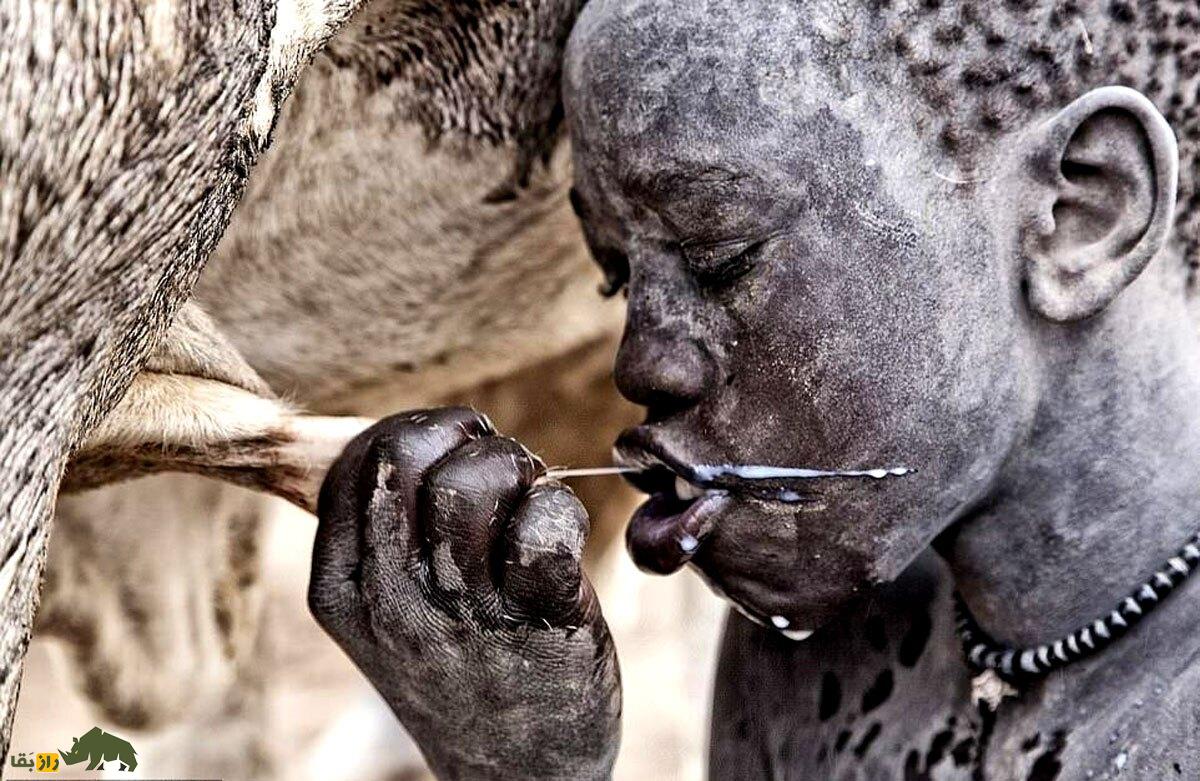 فیلمی باورنکردنی از مردم یک قبیله که با ادرار گاو حمام می‌کنند و هرگز گوشت گاو نمی‌خورند!