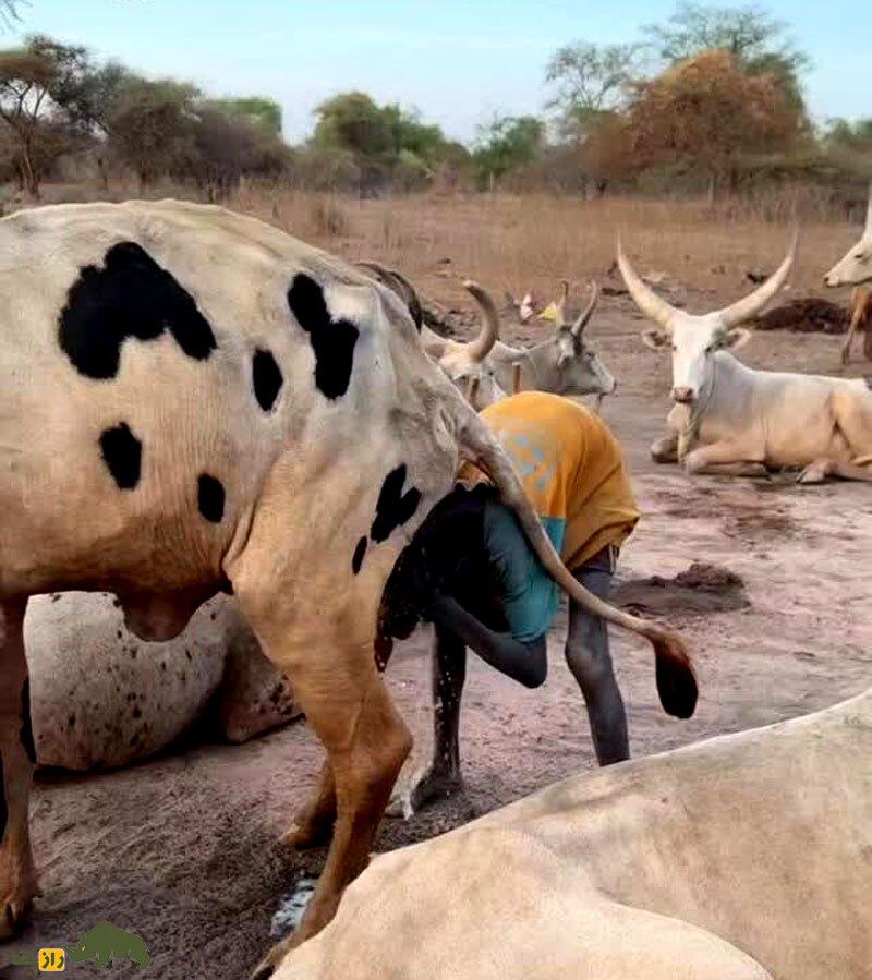 فیلمی باورنکردنی از مردم یک قبیله که با ادرار گاو حمام می‌کنند و هرگز گوشت گاو نمی‌خورند!