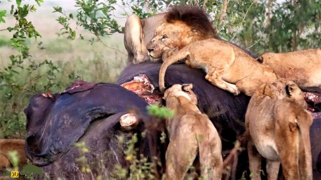 عجیبترین عکس حیات وحش؛ کفتاری که پای فیل را مثل یک جراح کاربلد قطع میکند و فرار میکند! عجیبترین عکس حیات وحش؛ کفتاری که پای فیل را مثل یک جراح کاربلد قطع میکند و فرار میکند!