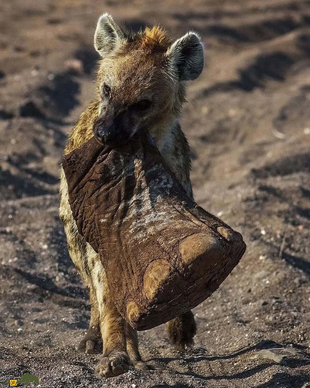 عجیبترین عکس حیات وحش؛ کفتاری که پای فیل را مثل یک جراح کاربلد قطع میکند و فرار میکند! عجیبترین عکس حیات وحش؛ کفتاری که پای فیل را مثل یک جراح کاربلد قطع میکند و فرار میکند!