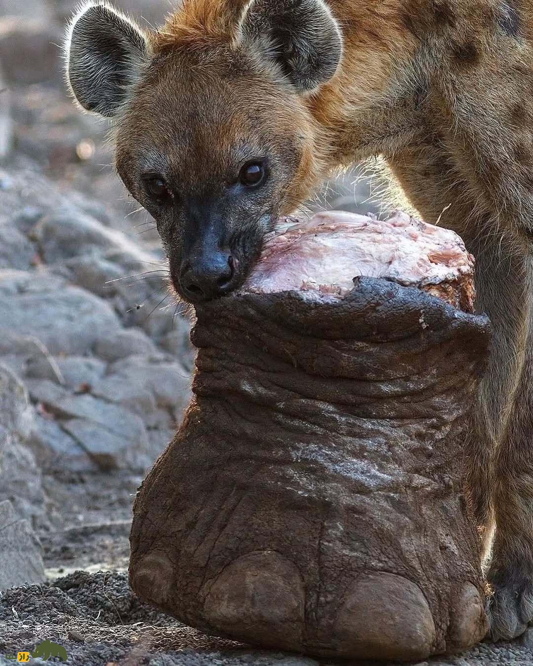 عجیبترین عکس حیات وحش؛ کفتاری که پای فیل را مثل یک جراح کاربلد قطع میکند و فرار میکند! عجیبترین عکس حیات وحش؛ کفتاری که پای فیل را مثل یک جراح کاربلد قطع میکند و فرار میکند!