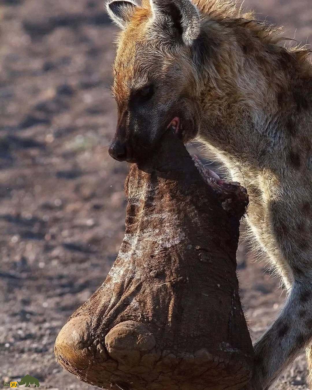 عجیبترین عکس حیات وحش؛ کفتاری که پای فیل را مثل یک جراح کاربلد قطع میکند و فرار میکند! عجیبترین عکس حیات وحش؛ کفتاری که پای فیل را مثل یک جراح کاربلد قطع میکند و فرار میکند!