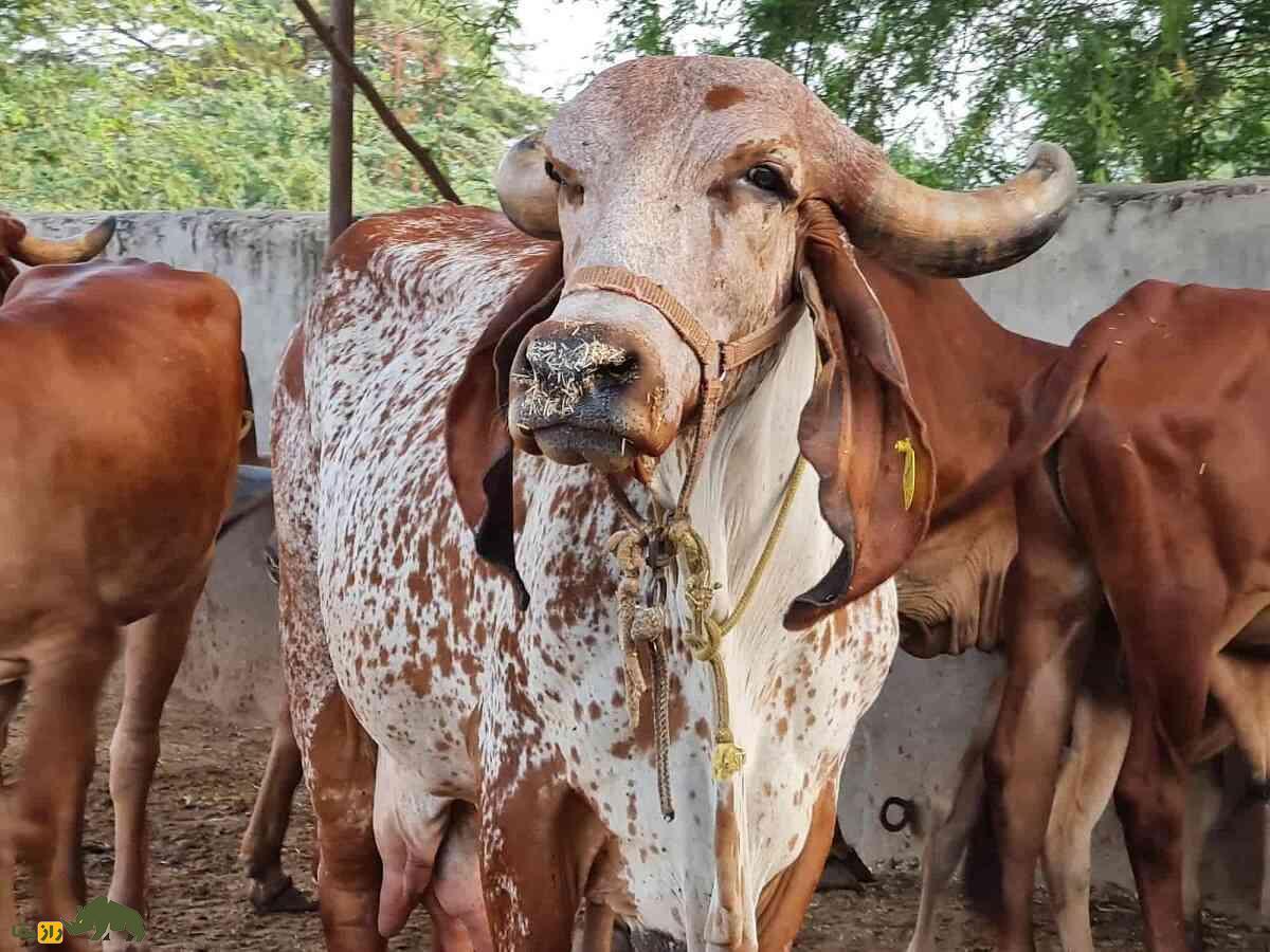 گاو جیر؛ گاو هندی با پیشانی گنبدی شکل که ۴۰۰۰ کیلو شیر میدهد گاو جیر