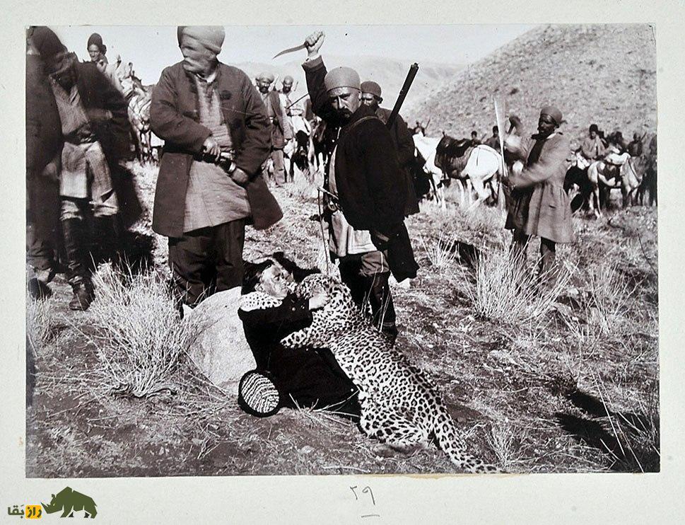 عکسی عجیب از شکار یک پلنگ غول‌پیکر ایرانی توسط درباریان قاجار