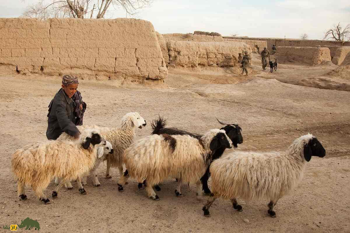 گوسفند هزارگی