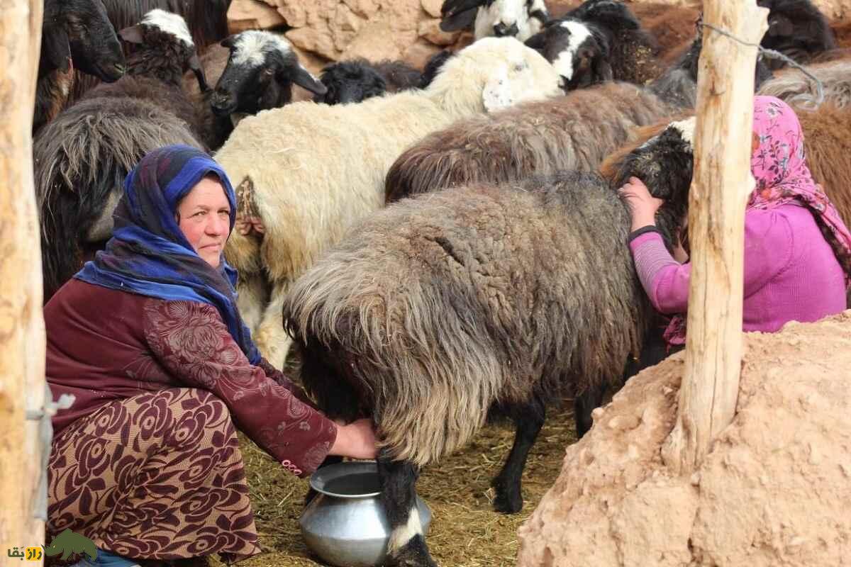 گوسفند هزارگی