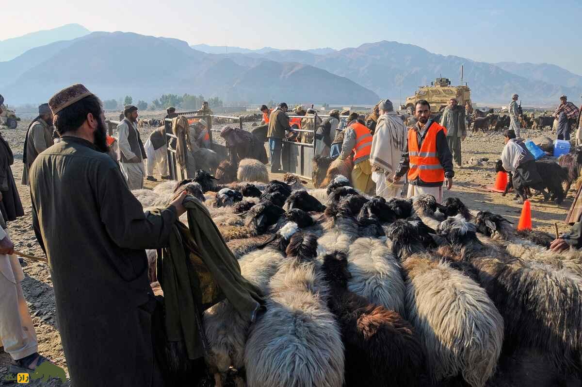 گوسفند هزارگی