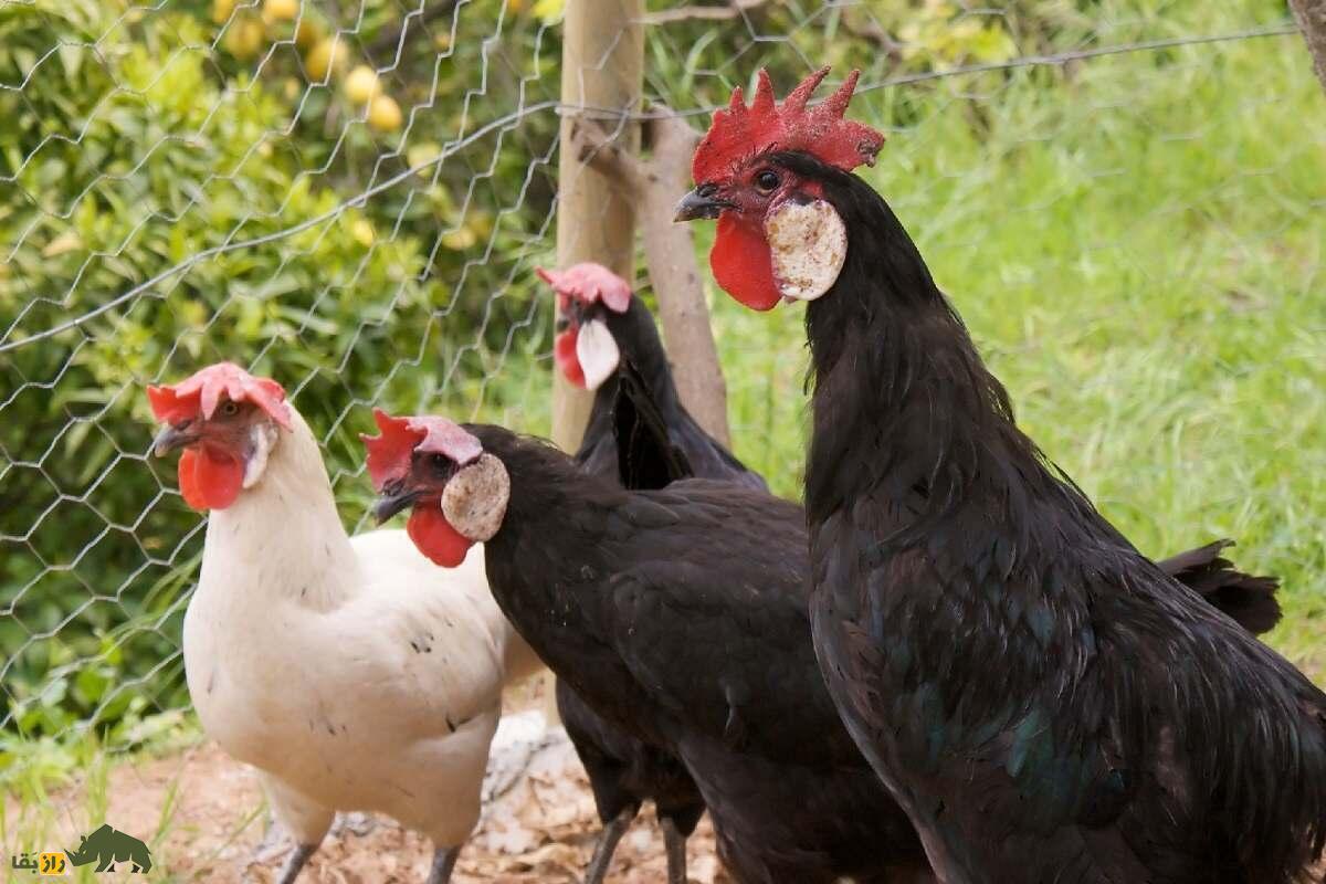 مرغ و خروس مینورکا؛ مرغ و خروس معروف اسپانیایی که قدمت آن به قرن نوزدهم باز می‌گردد