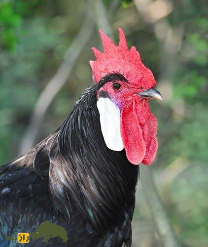 مرغ و خروس مینورکا