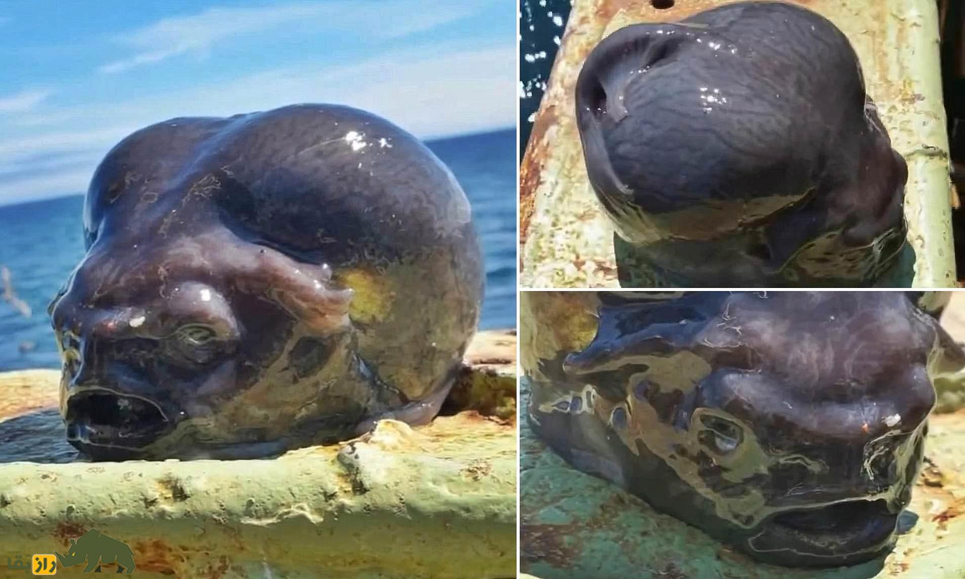 کشف سر قطع شده یک آدم فضایی؛ تصاویری از شکار شوکه‌کننده یک موجود عجیب توسط ماهیگیر روس!